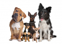 Hundeversicherung.jpg